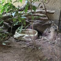 Femelle varanus acanthurus 7 ans #5