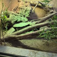 Femelle varanus acanthurus 7 ans #6