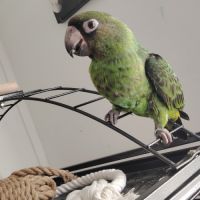 Cage avec perroquet de jardines #1