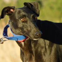 Arges 5 ans, une merveilleuse galga à découvrir ✨