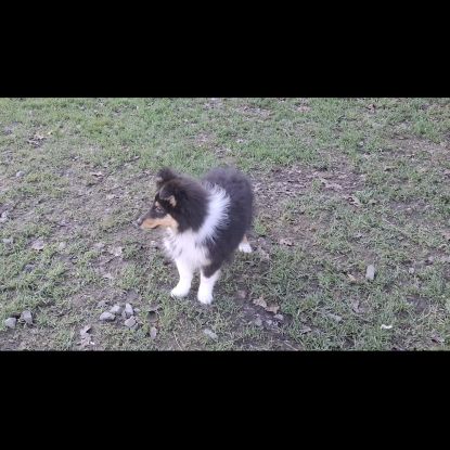 Chiots berger des shetland #5