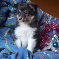 Chiots berger des shetland #1