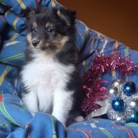 Chiots berger des shetland #2