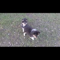 Chiots berger des shetland #3