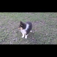 Chiots berger des shetland #5