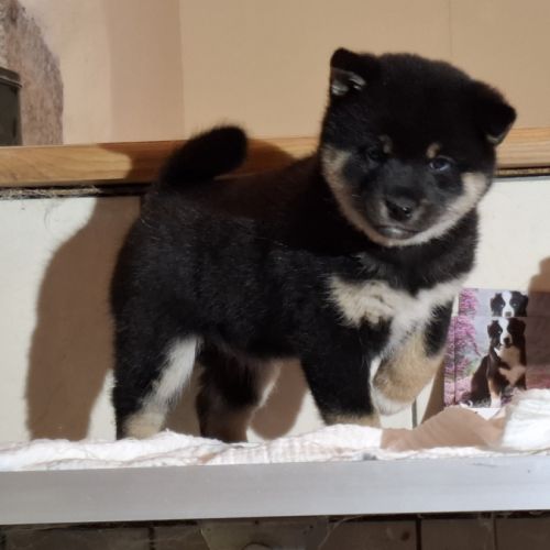 Chiots femelle shiba noir et feu #1