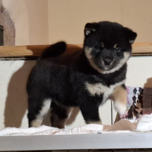 Chiots femelle shiba noir et feu #2