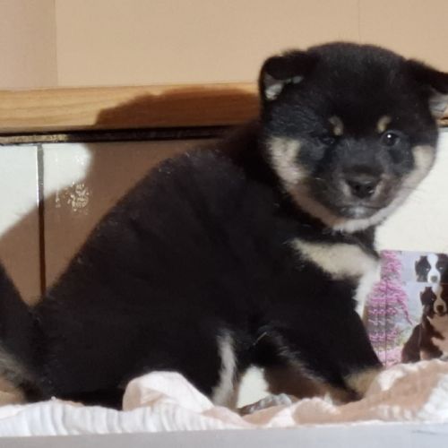 Chiots femelle shiba noir et feu #5