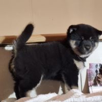 Chiots femelle shiba noir et feu #3