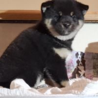 Chiots femelle shiba noir et feu