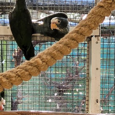Pione à couronne blanche