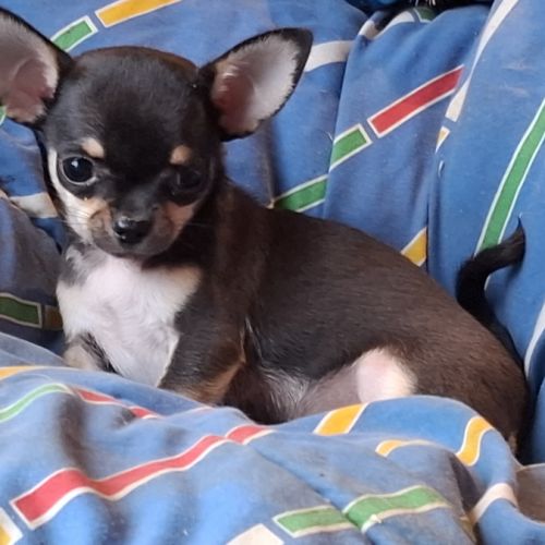 Chiots chihuahua poil court #0