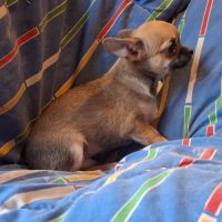 Chiots chihuahua poil court #1