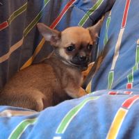 Chiots chihuahua poil court #2