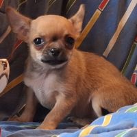 Chiots chihuahua poil court #3