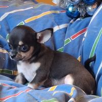 Chiots chihuahua poil court #4