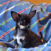 Chiots chihuahua poil court #6