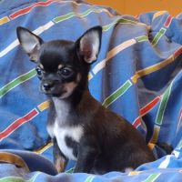 Chiots chihuahua poil court #7