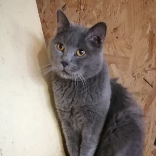 A réserver deux chatons chartreux loof #2