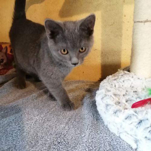 A réserver deux chatons chartreux loof #0