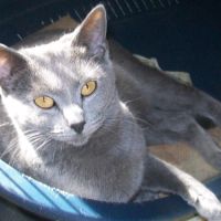 A réserver deux chatons chartreux loof #1