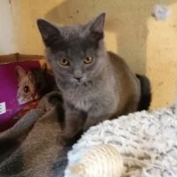 A réserver deux chatons chartreux loof #3