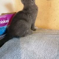 A réserver deux chatons chartreux loof #4