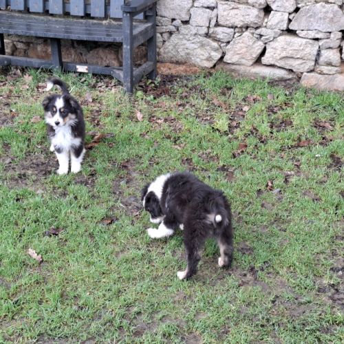 Chiots américain miniature de qualité #2