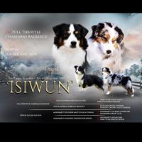 Chiots américain miniature de qualité #1