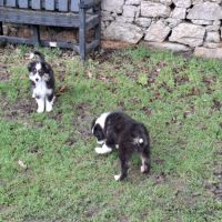 Chiots américain miniature de qualité #2