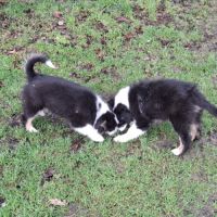 Chiots américain miniature de qualité #3