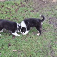 Chiots américain miniature de qualité #4