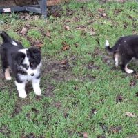 Chiots américain miniature de qualité #5