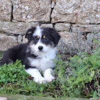 Chiots américain miniature de qualité