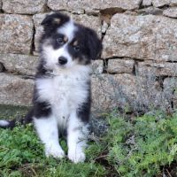 Chiots américain miniature de qualité #7