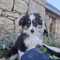 Chiots américain miniature de qualité #8