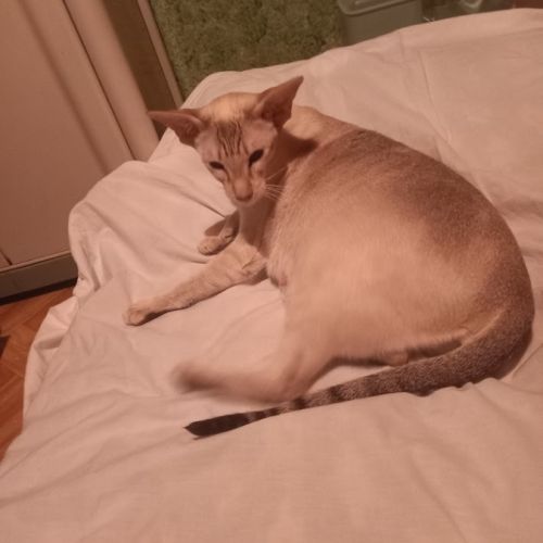 Siamoise attend  famille aimante pour retraite