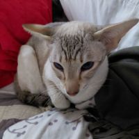 Siamoise attend  famille aimante pour retraite #2