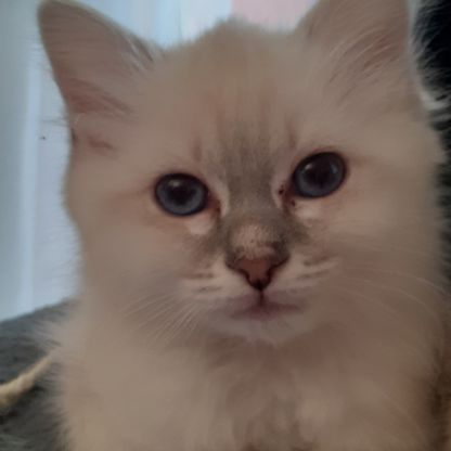 Vend chaton femelle sacré de birmanie #1