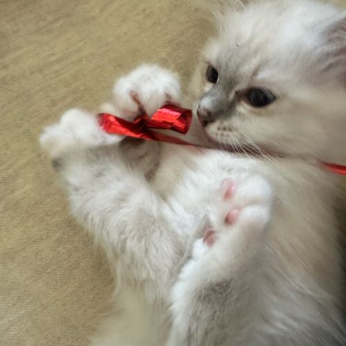 Vend chaton femelle sacré de birmanie #0