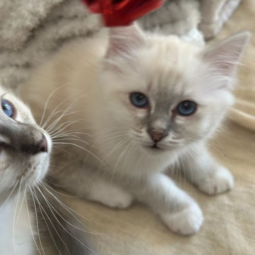 Vend chaton femelle sacré de birmanie #4