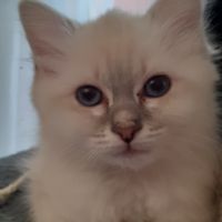Vend chaton femelle sacré de birmanie #1
