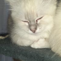 Vend chaton femelle sacré de birmanie #2