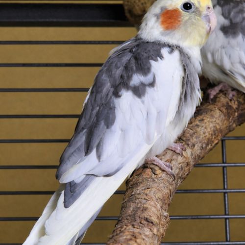 Jeune calopsitte mâle #1