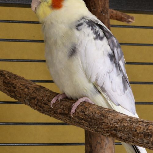 Jeune calopsitte mâle