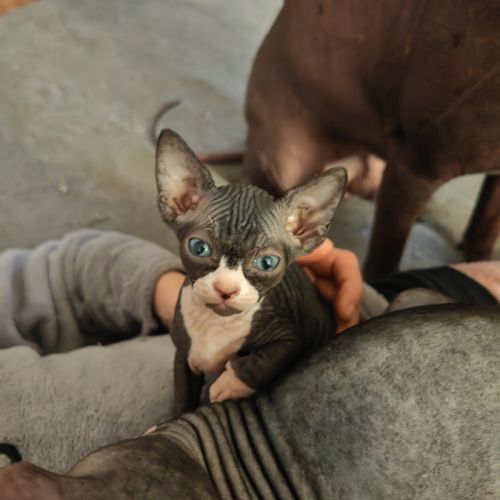 Magnifique fille sphynx #0