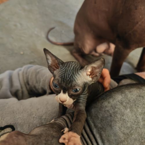 Magnifique fille sphynx #2