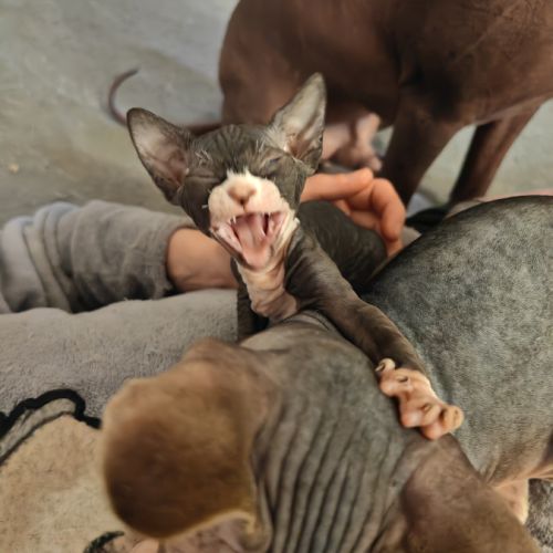 Magnifique fille sphynx #3