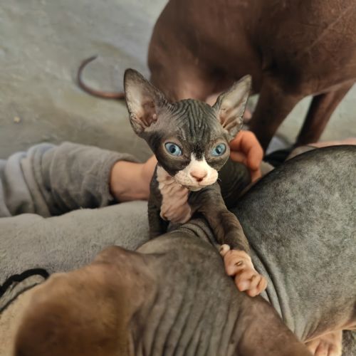 Magnifique fille sphynx #4