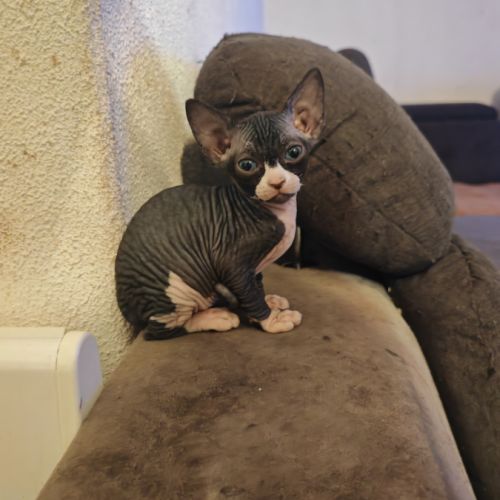 Magnifique fille sphynx #6